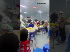 WG210 सूखे फल के लिए इलेक्ट्रिक इंडस्ट्रियल डोयपैक प्रीमेड पॉच पैकिंग मशीन